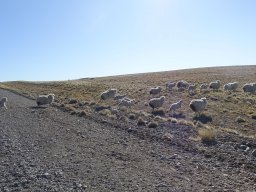 DSC09654